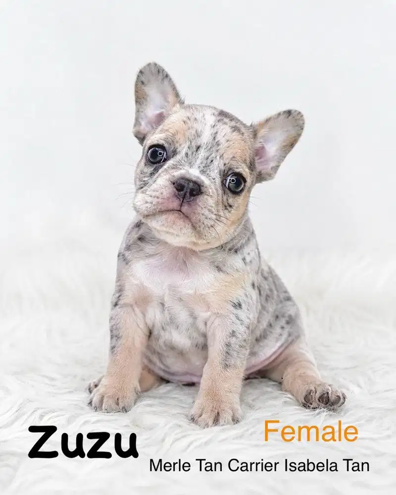 French Bulldog Exotic Merle Tan Dan Blue Tan
