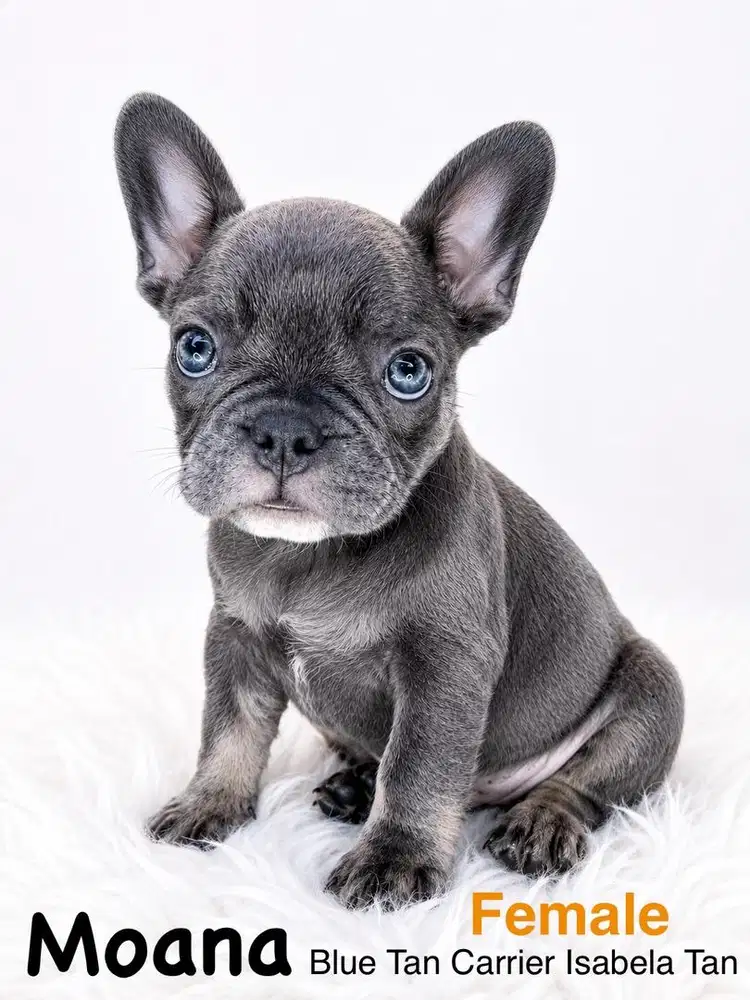 French Bulldog Exotic Merle Tan Dan Blue Tan