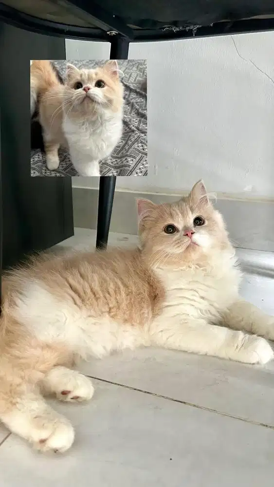 Kitten flatnose