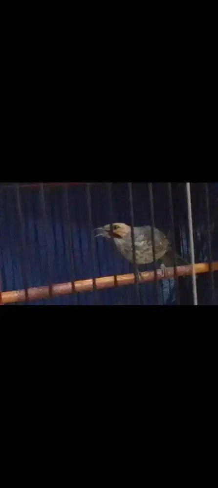 Cucakrawa jantan gacor