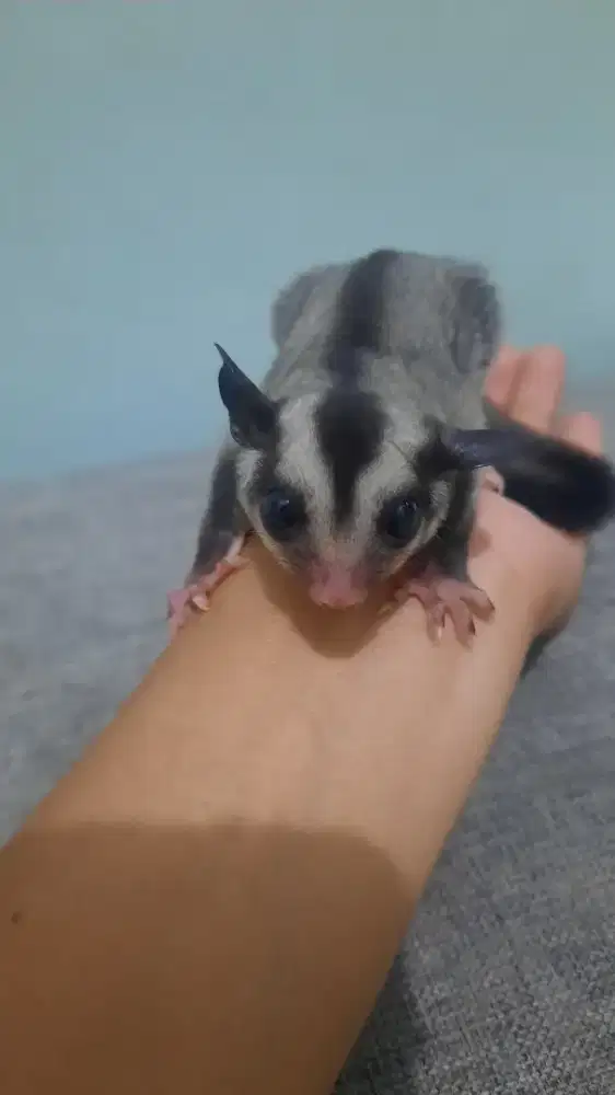 Sugar glider jinak