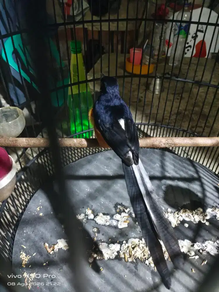 Murai Medan rajin