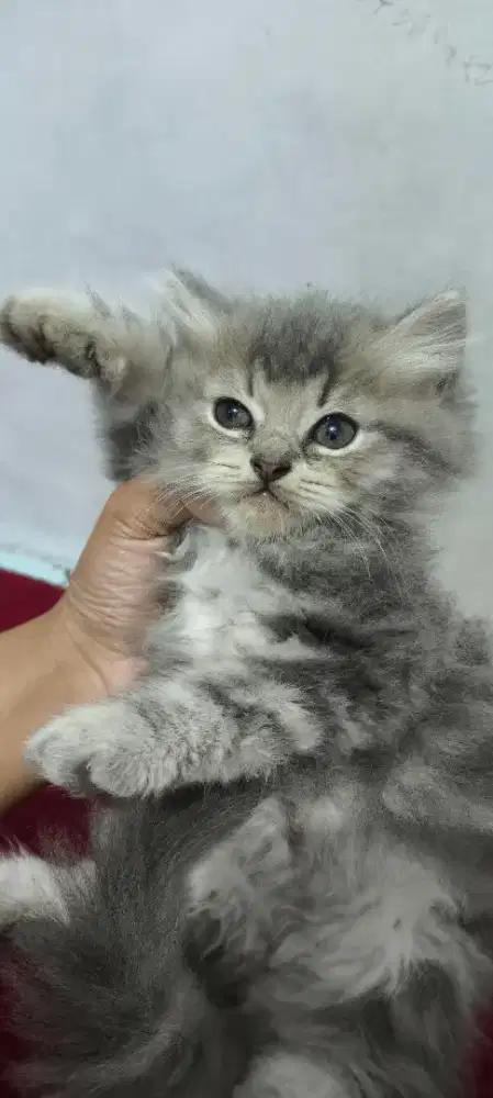 KUCING PERSIA LONG HAIR BULU KAPAS USIA 2BULAN
