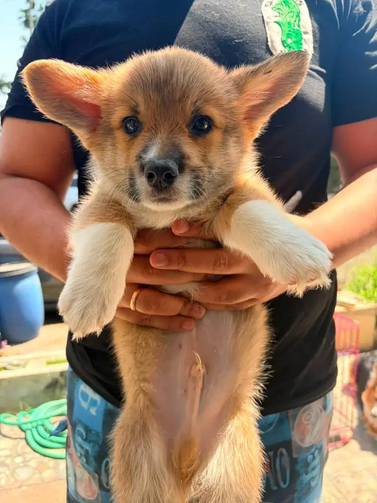Jual anakan corgi