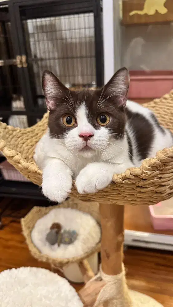 Bsh bicolor white cinnamon