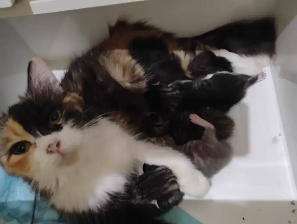 Mom dan kitten persia