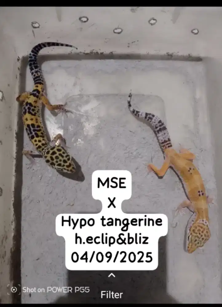 Leopard gecko/kadrun.