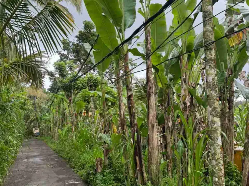 Tanah Luas View Gunung Agung di Kerta Payangan Ubud - Thumbnail 3