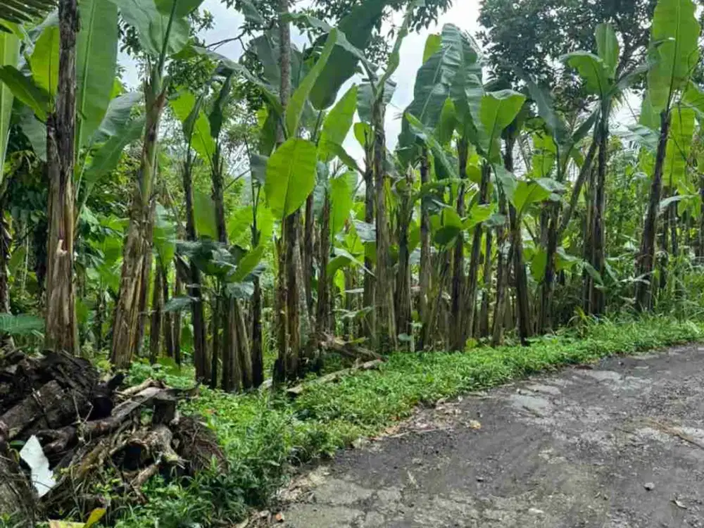 Tanah Luas View Gunung Agung di Kerta Payangan Ubud - Thumbnail 7