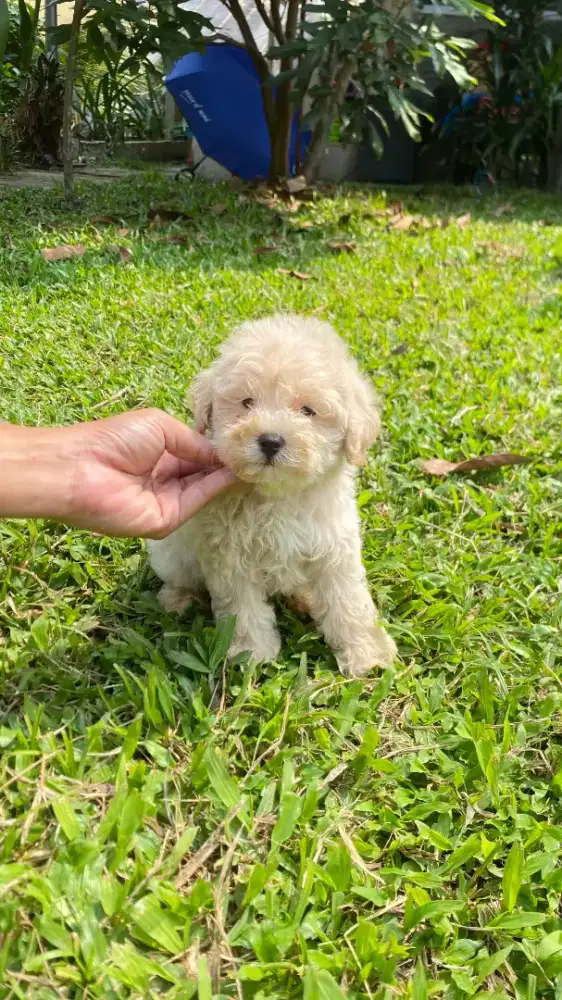 Apricot Light Toy Poodle ( STB Vaksin )