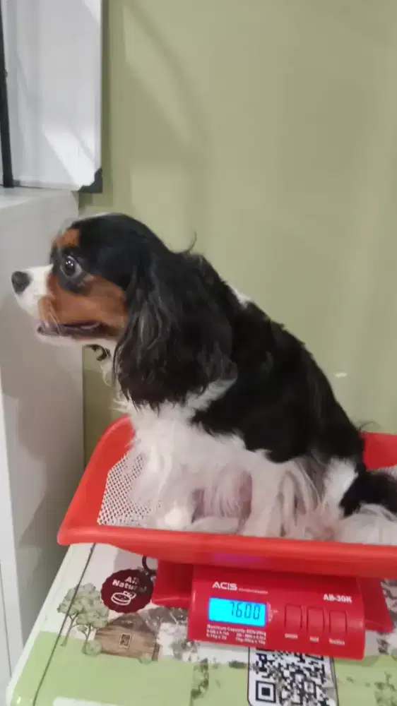 Di cari KENNEL BOY BERPENGALAMAN