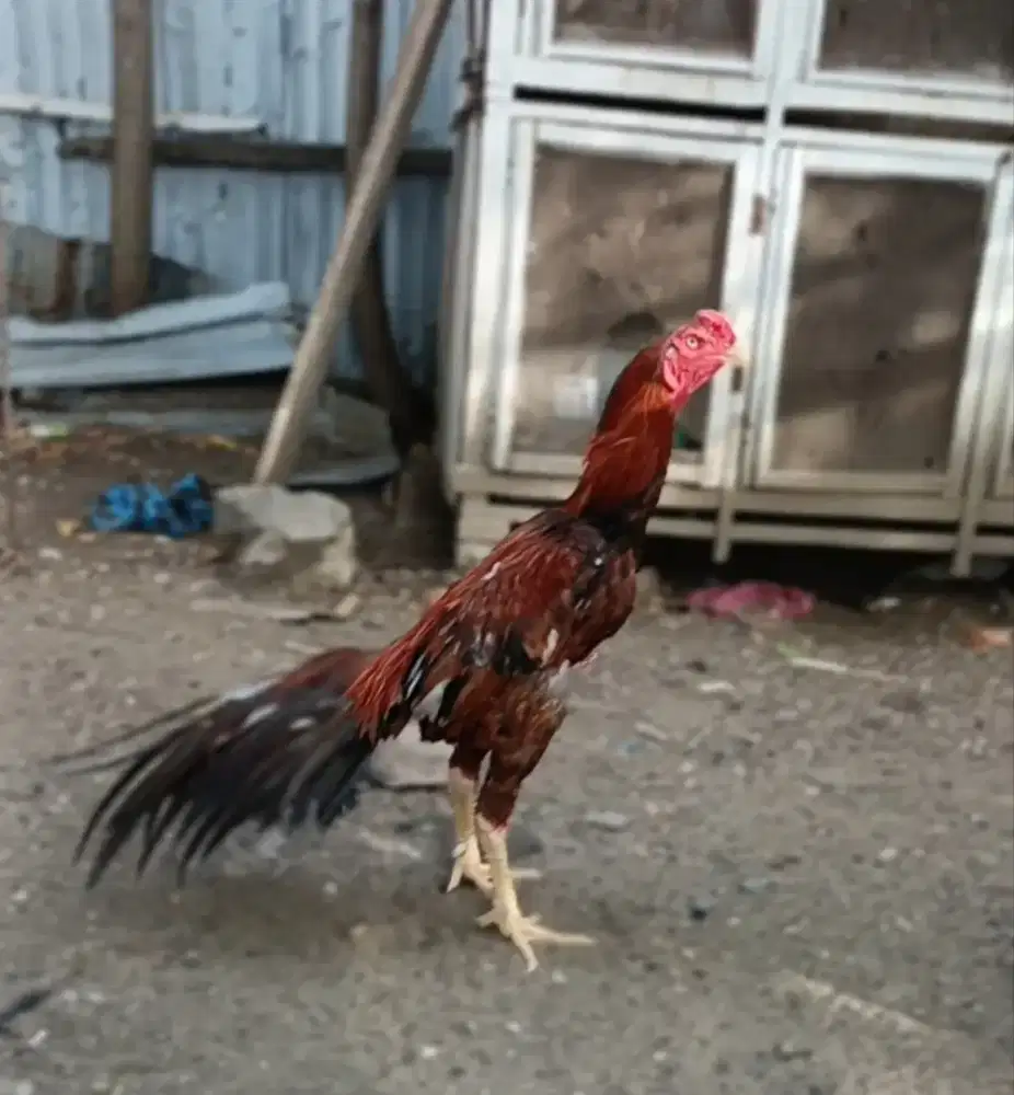 Ekoe lidi elit ayam super mewah