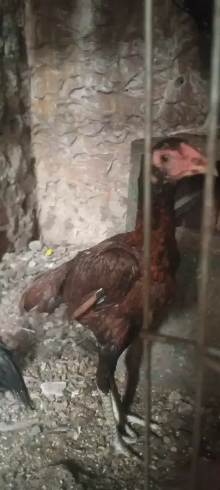 Jual cepat ayam  betina bangkok mangoun trah bukbi