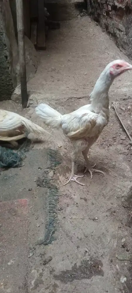 Jual cepat ayam bangkok betina putih polos