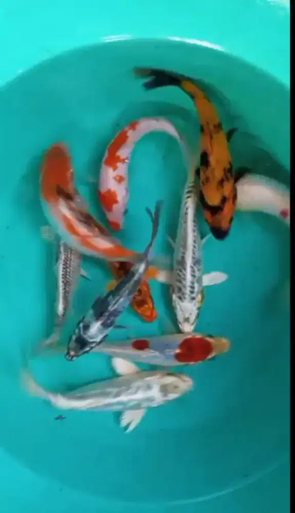 Dijual paket ikan koi 10 ekor size-+15-17cm