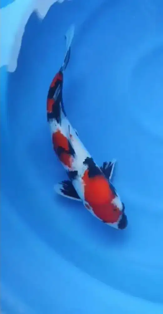 Dijual ikan koi Showa size-+33cm