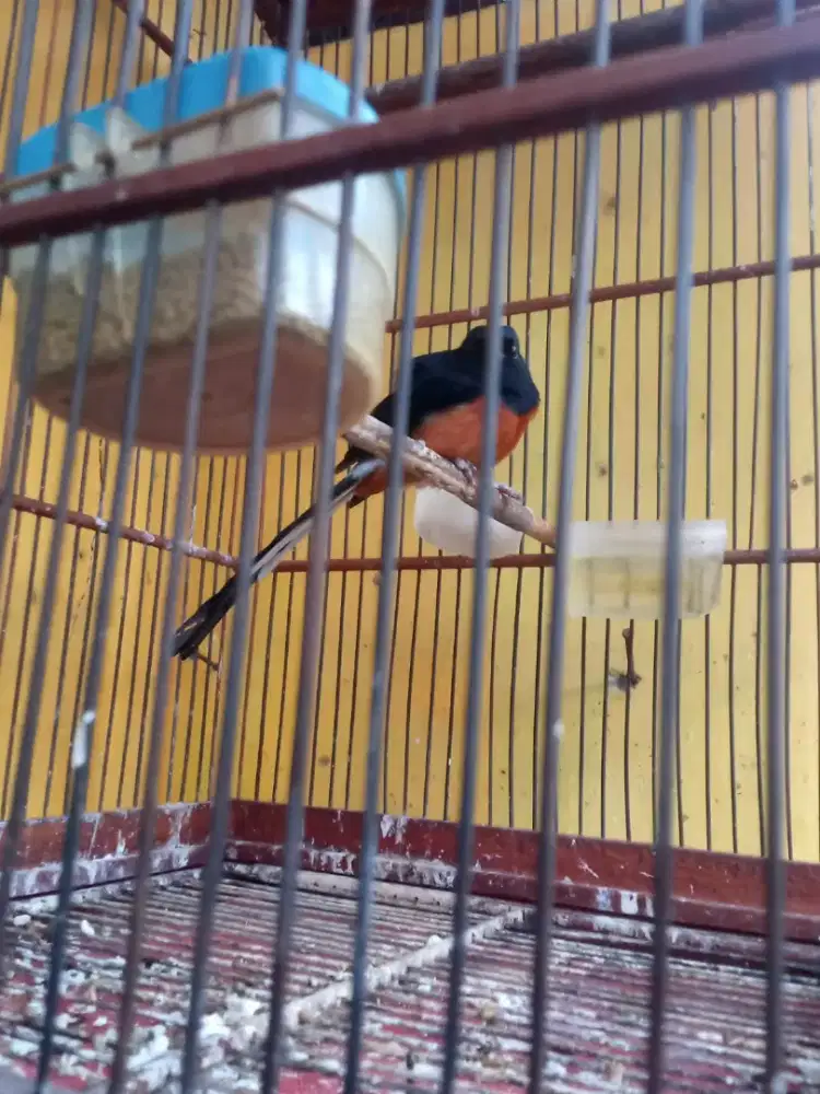 Murai Medan trah sae kaki hitam