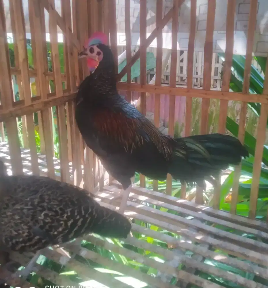 Sepasang ayam hutan hijau