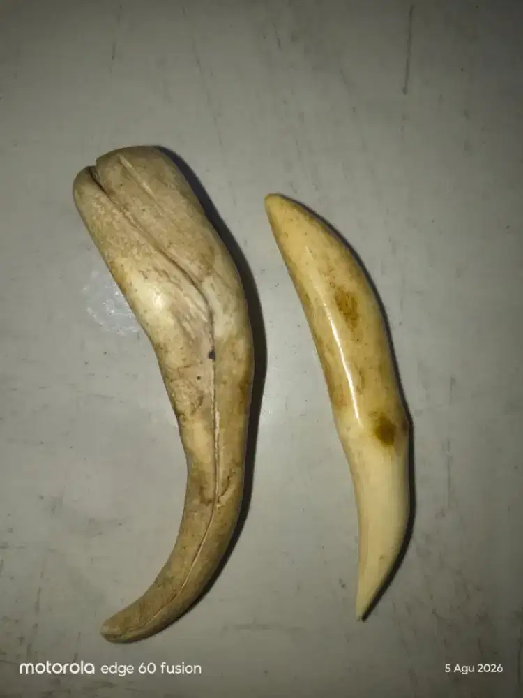 koleksi barang antik