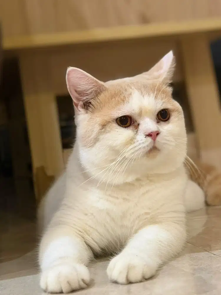 Kucing bsh jantan