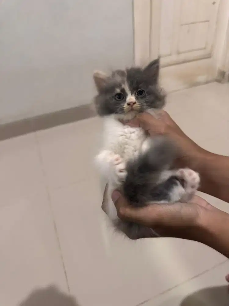 Bsh Mix Persia jalan 2 Bulan
