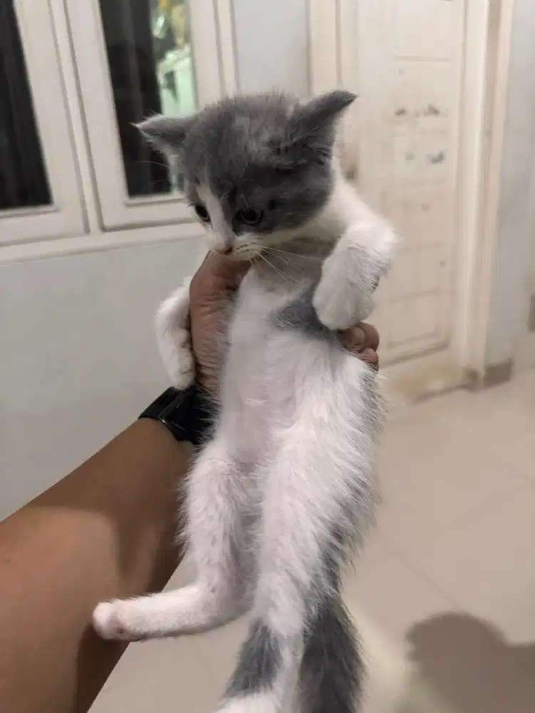 Bsh Mix Persia 3 Bulanan