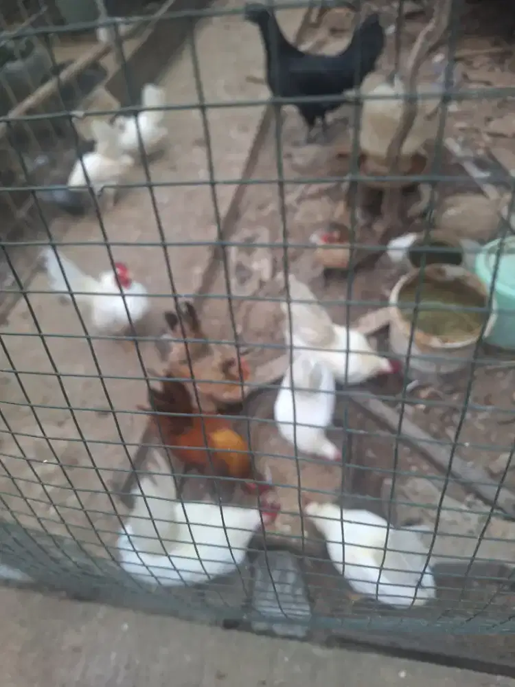 Ayam kate hias dijual borongan