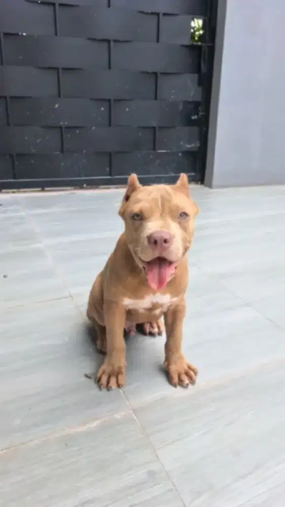 4 bulan pitbull america bull