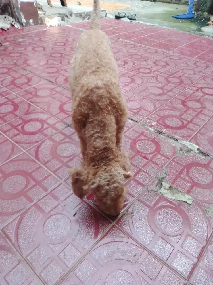 anjing pudel jantan