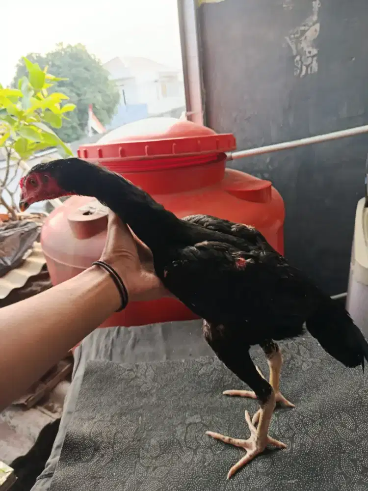 AYAM BK KLASIK KUMBANG BOCOR
