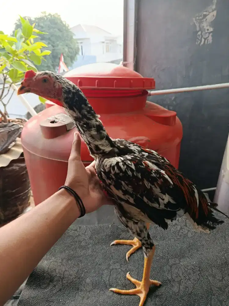 AYAM BK SELATAN BRUMBUN MADU/BLOROK MADU
