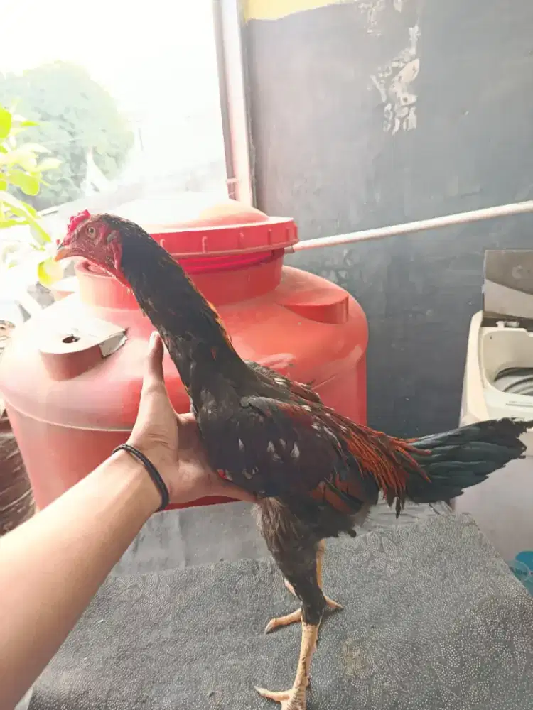 AYAM MANGON ORI