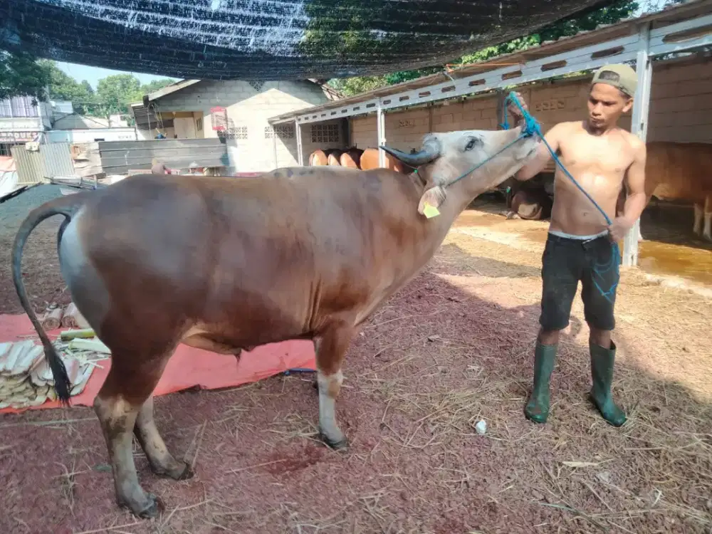 Cari pekerjaan supir pribadi ataw kerja apa saja.bekasi & jaktim