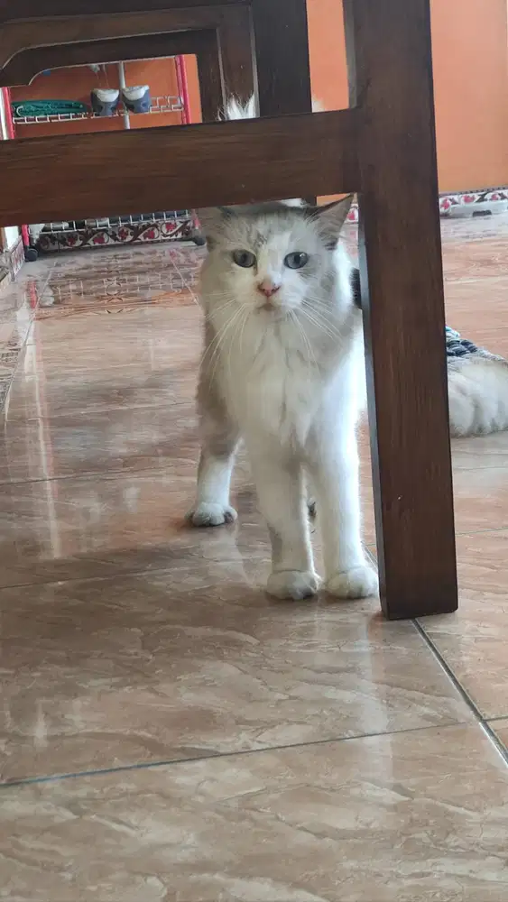 Dijual kucing keturunan dari anggora 2 tahun