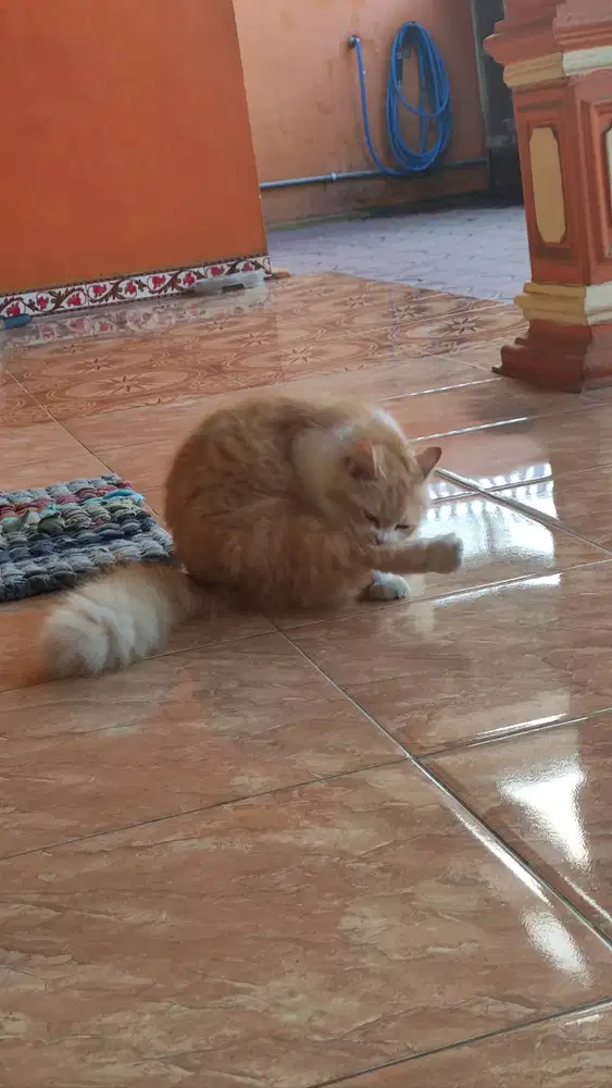 Dijual kucing keturunan dari anggora 3 tahun