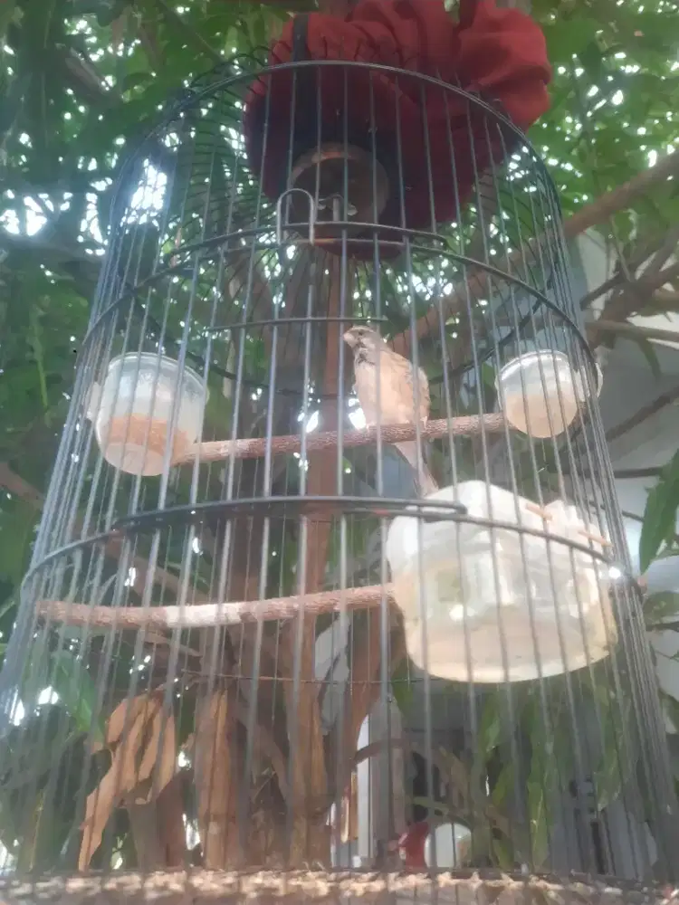 Jual burung blackstroot