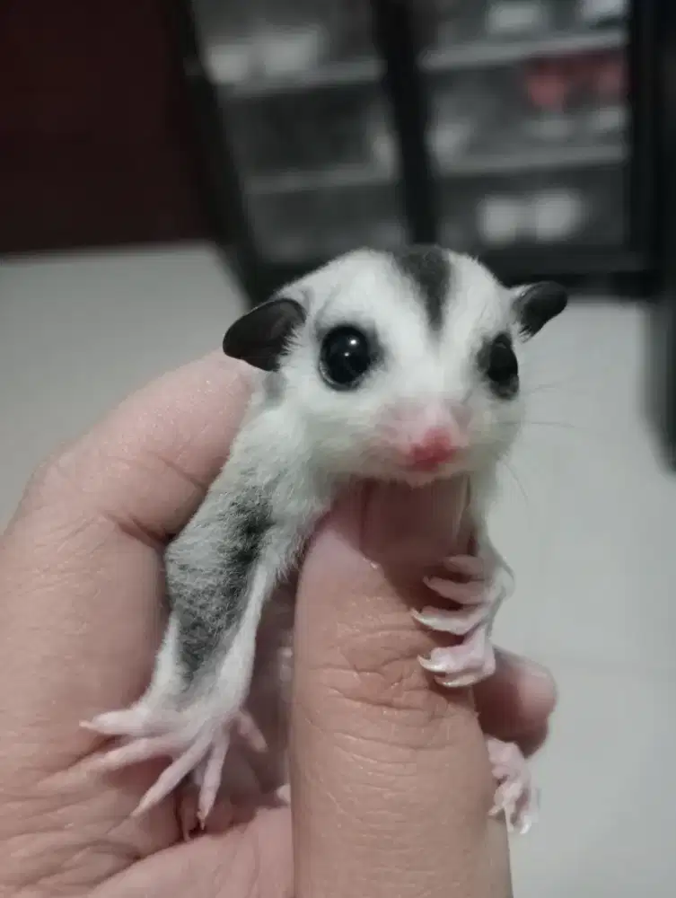 Joey Sugar Glider Mozaik Jantan
