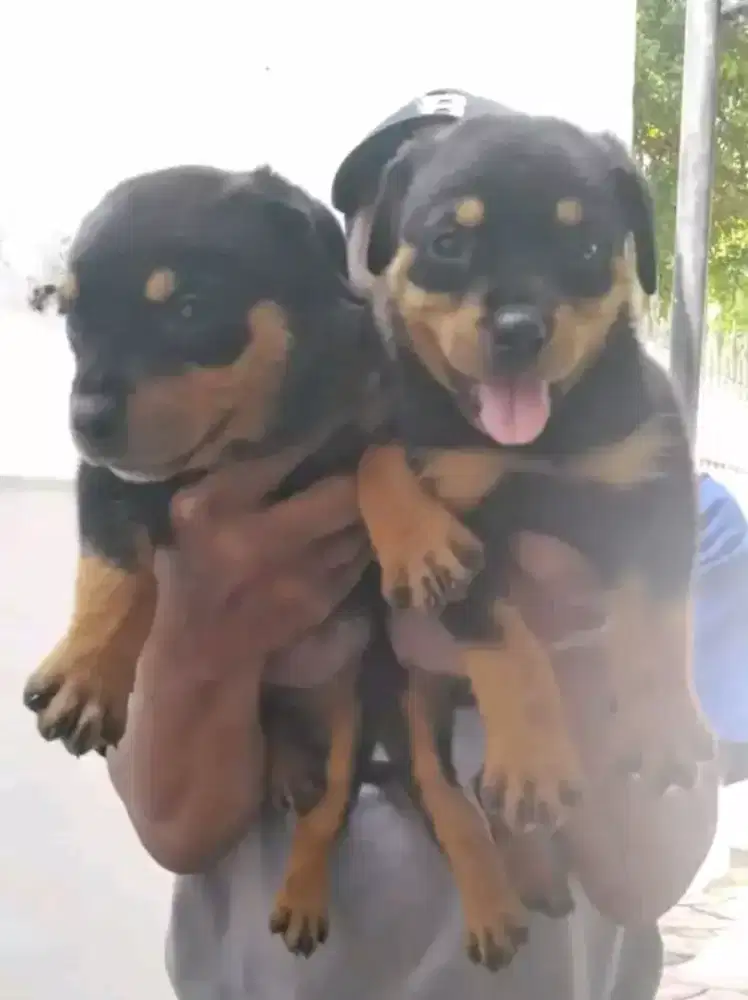 Pupies rott ( jateng)
