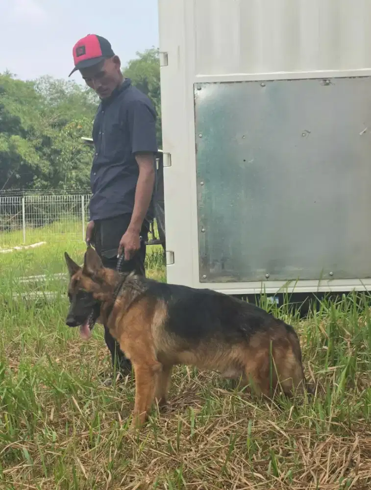 Gsd dewasa ( tanggerang)