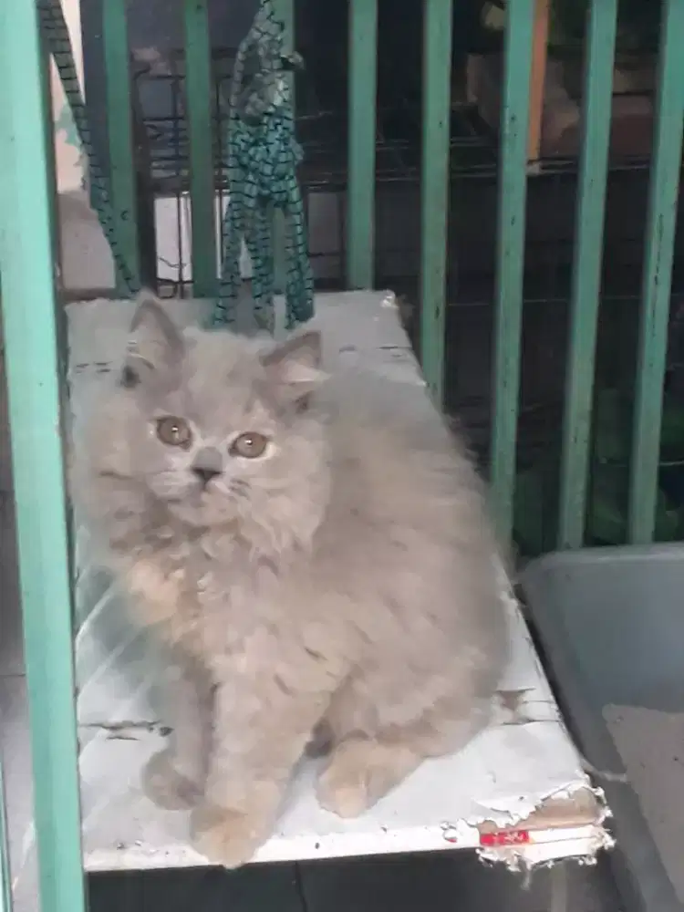 Lepas Adop / Di jual Kitten umur 3 Bulan