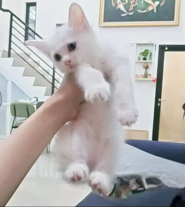 Anak kucing Munchkin umur 3 bulan, sehat dan lincah.