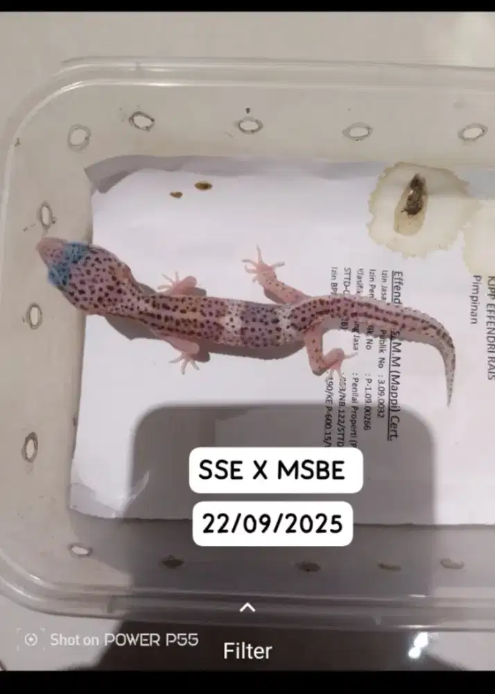 Leopard gecko/Gecko