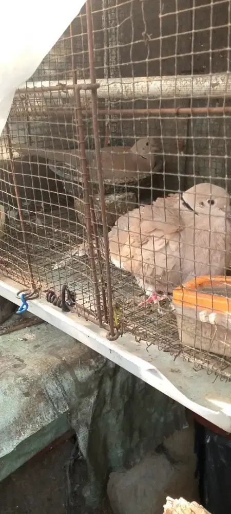 Burung Puter Sepasang
