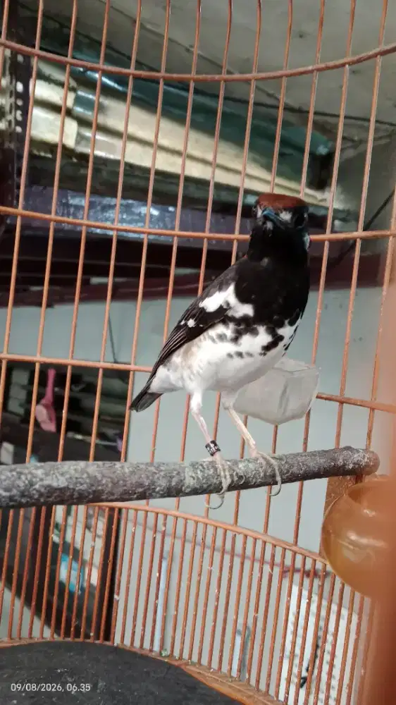 Anis Kembang Gacor dorr RNR