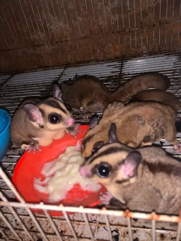 Suger glider adop