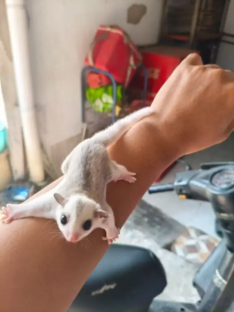 Sugar glider betina