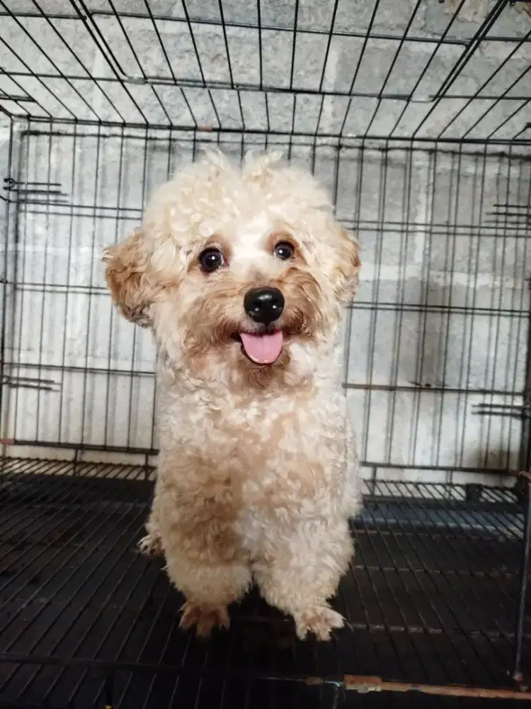 Toy Poodle jantan open stud