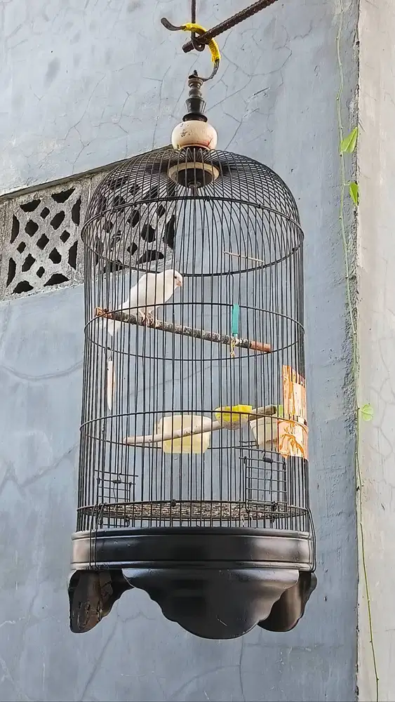 Burung murai&kenari,