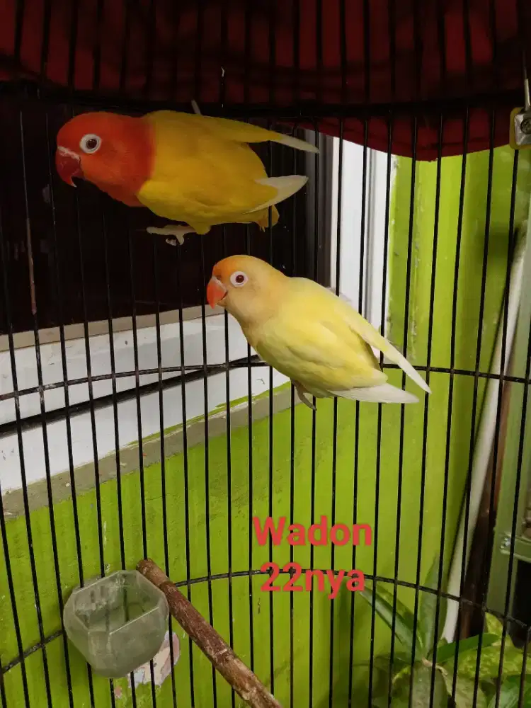 Lovebird dewasa dan paud
