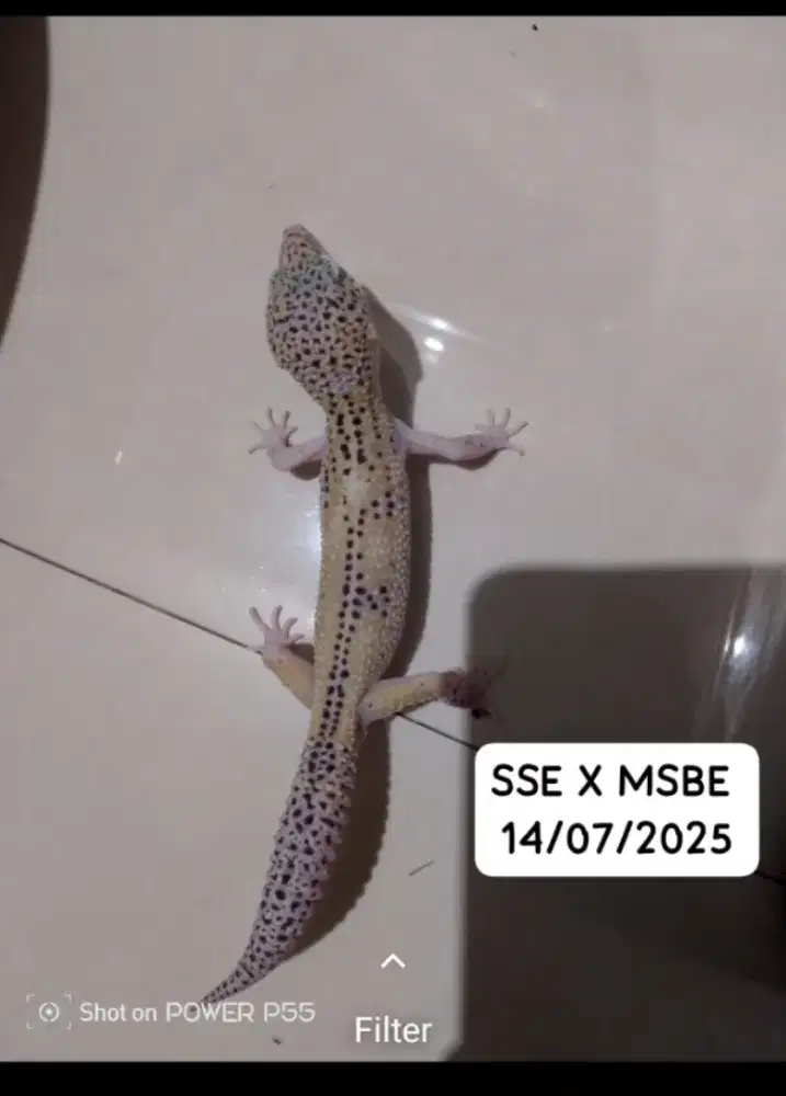 Leopard gecko/gecko